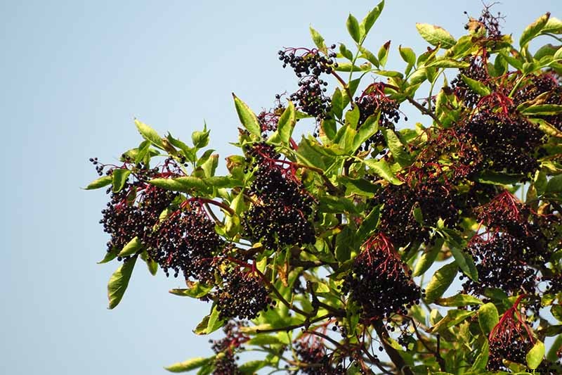 How to Grow Elderberries in Pots and Containers