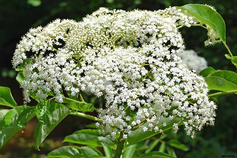 How to Grow Elderberries in Pots and Containers