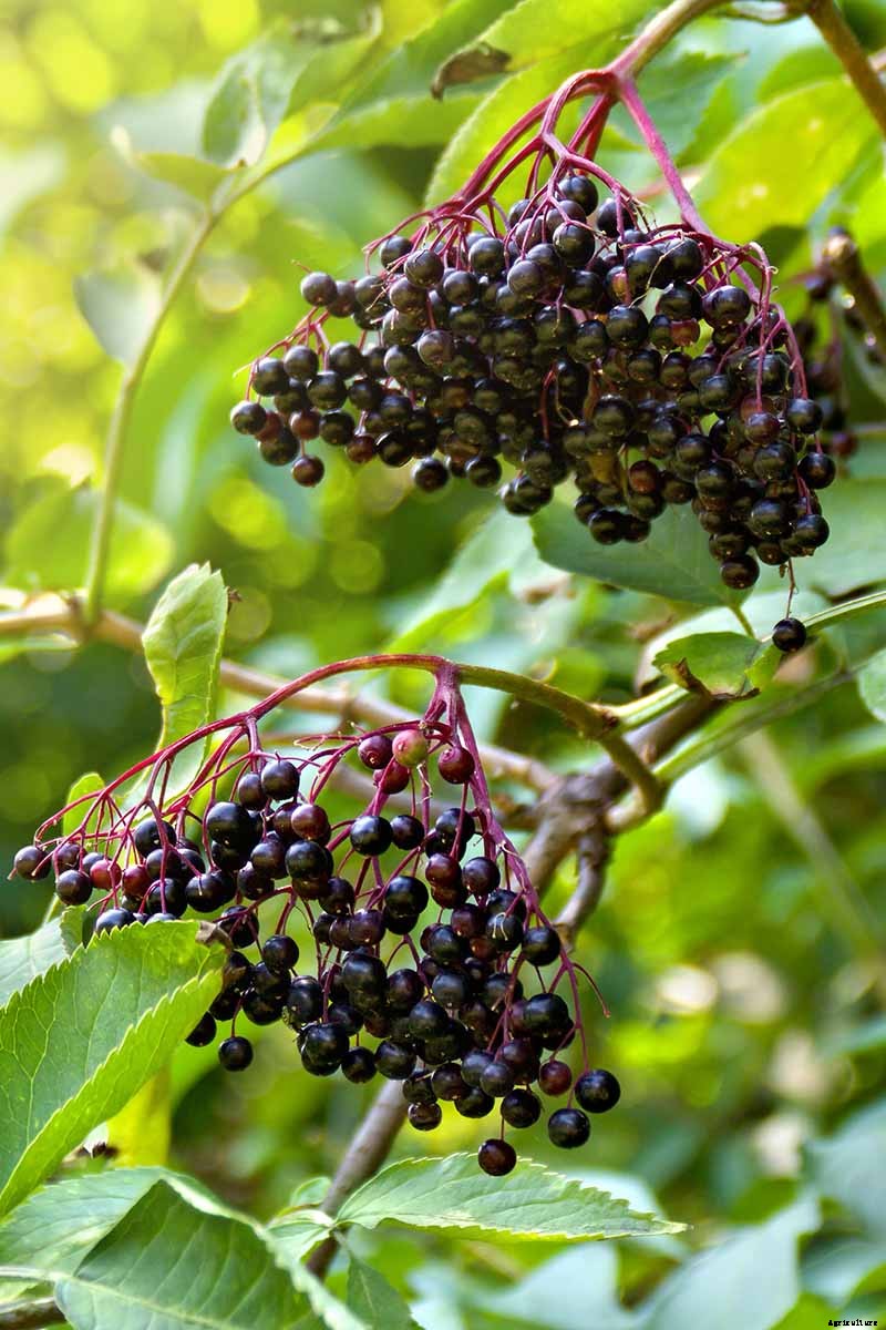 How to Grow Elderberries in Pots and Containers