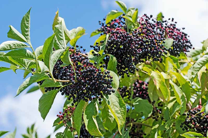 How to Grow Elderberries in Pots and Containers
