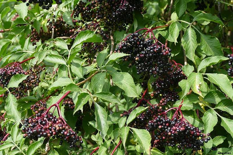 How to Grow Elderberries in Pots and Containers