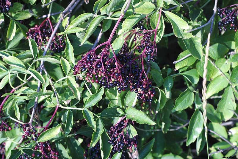 How to Grow Elderberries in Pots and Containers