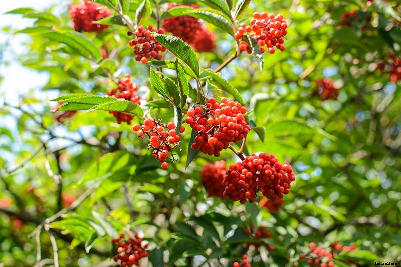 How to Grow Elderberries in Pots and Containers
