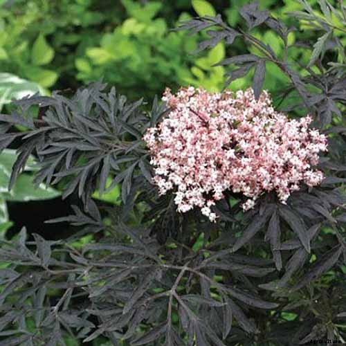 How to Grow Elderberries in Pots and Containers