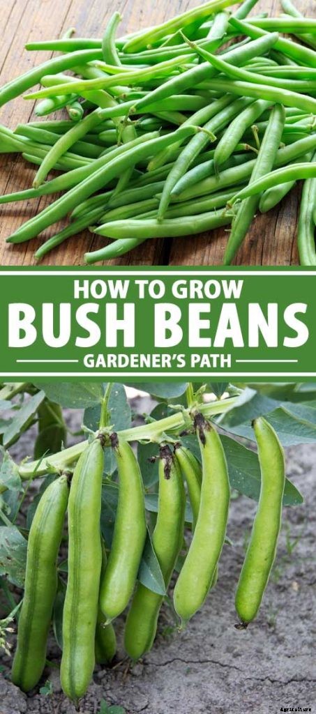 How to Grow Bush Beans