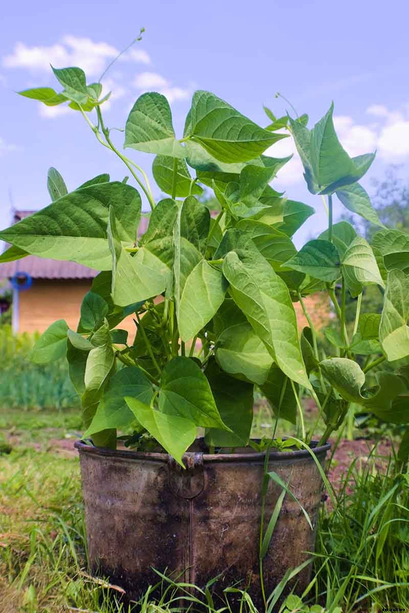 How to Grow Bush Beans