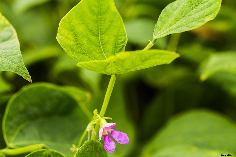 How to Grow Bush Beans