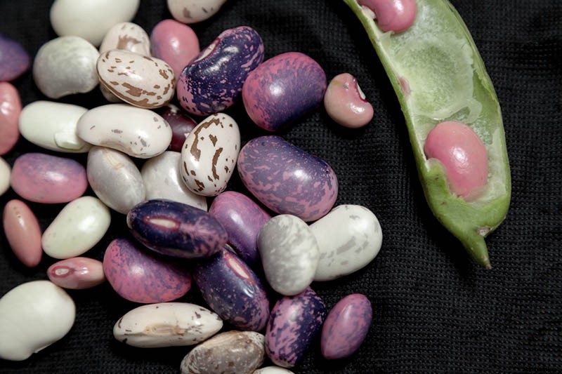 How to Grow Bush Beans