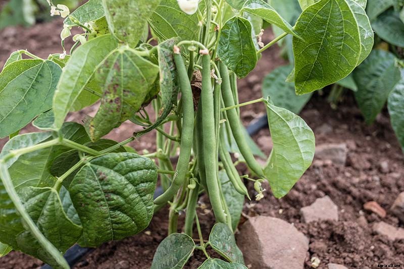How to Grow Bush Beans