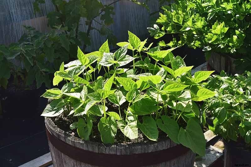 How to Grow Bush Beans
