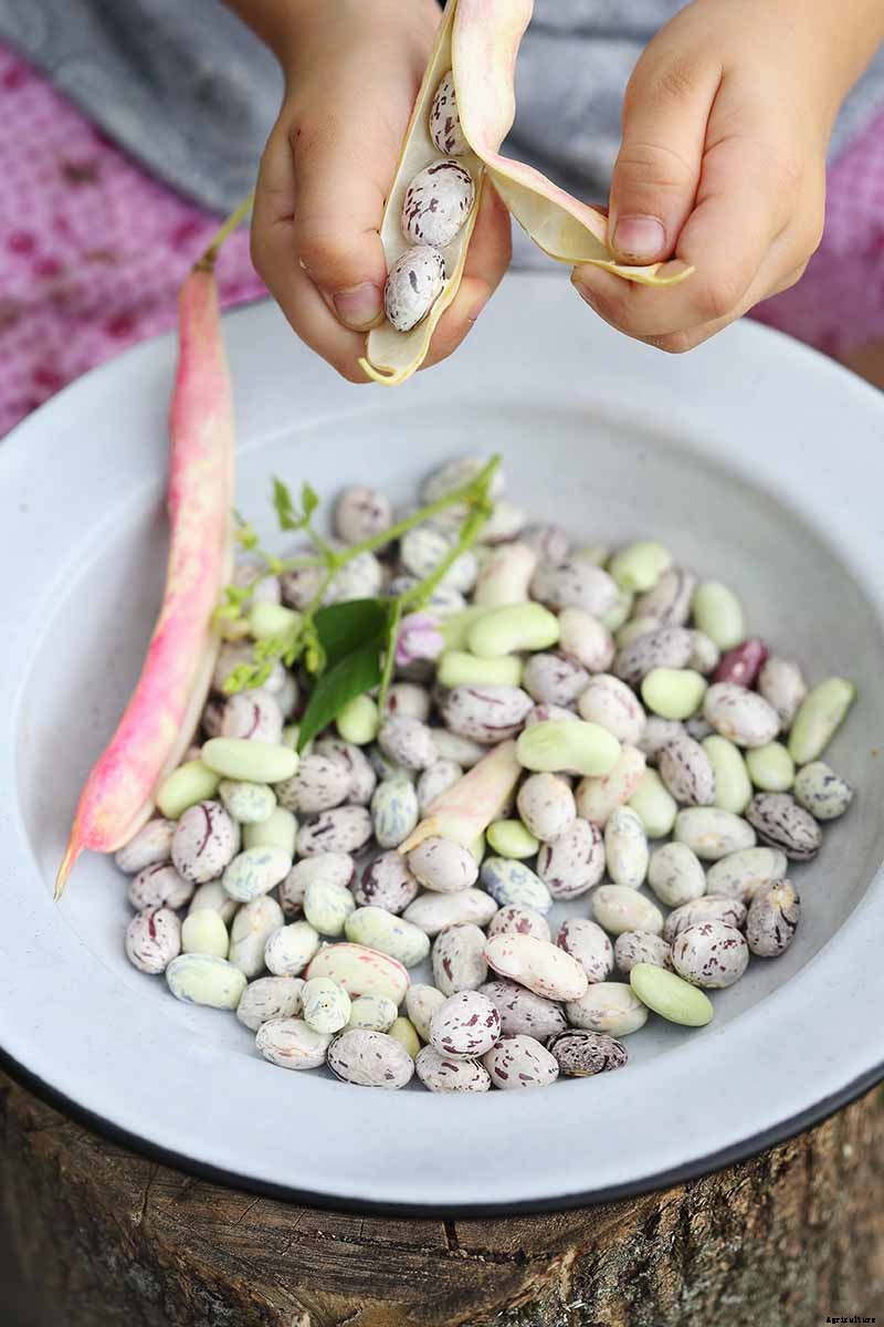 How to Grow Bush Beans
