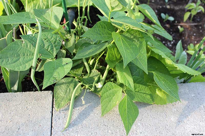 How to Grow Bush Beans