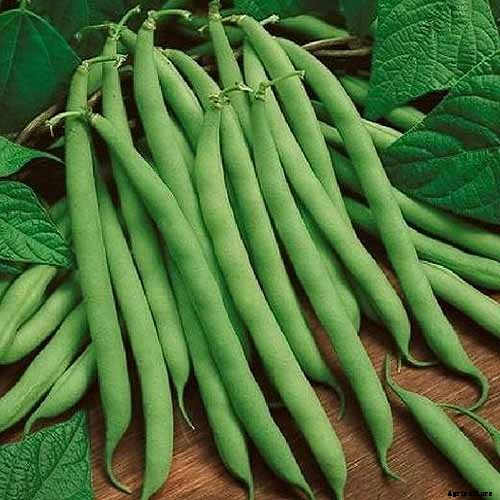 How to Grow Bush Beans