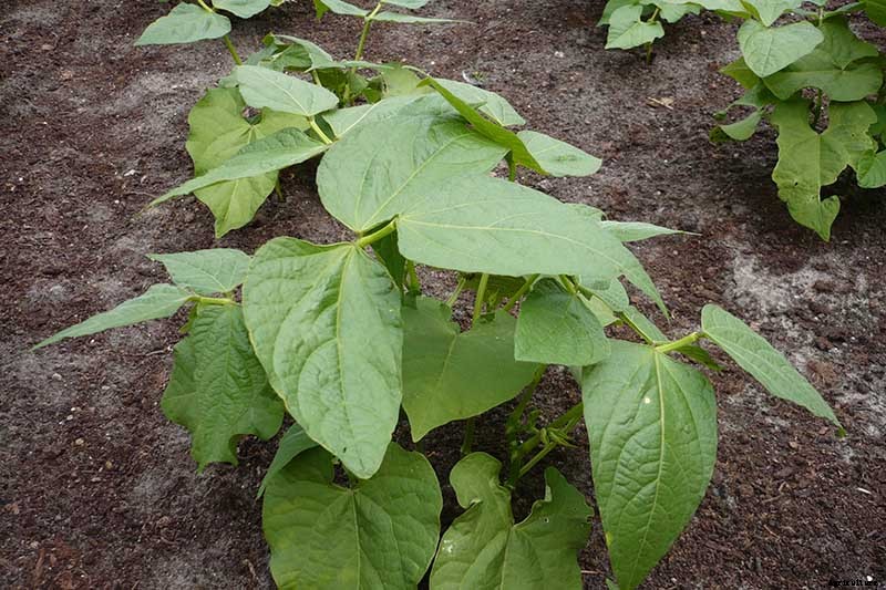 How to Grow Bush Beans