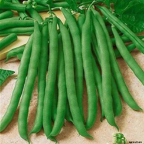 How to Grow Bush Beans