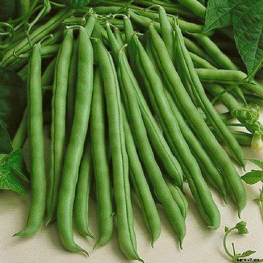 How to Grow Bush Beans