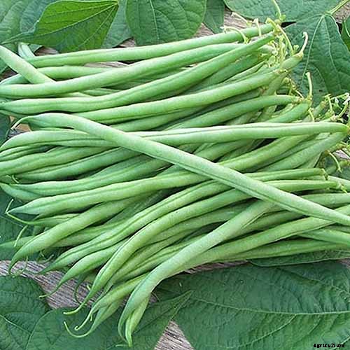 How to Grow Bush Beans