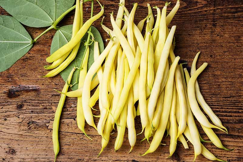 How to Grow Bush Beans
