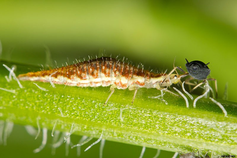 How to Grow Bush Beans