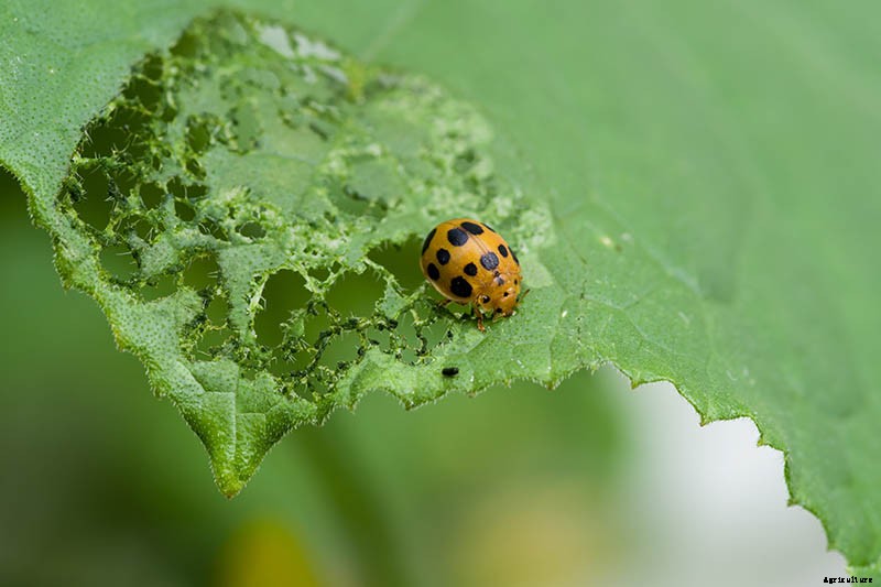 How to Grow Bush Beans