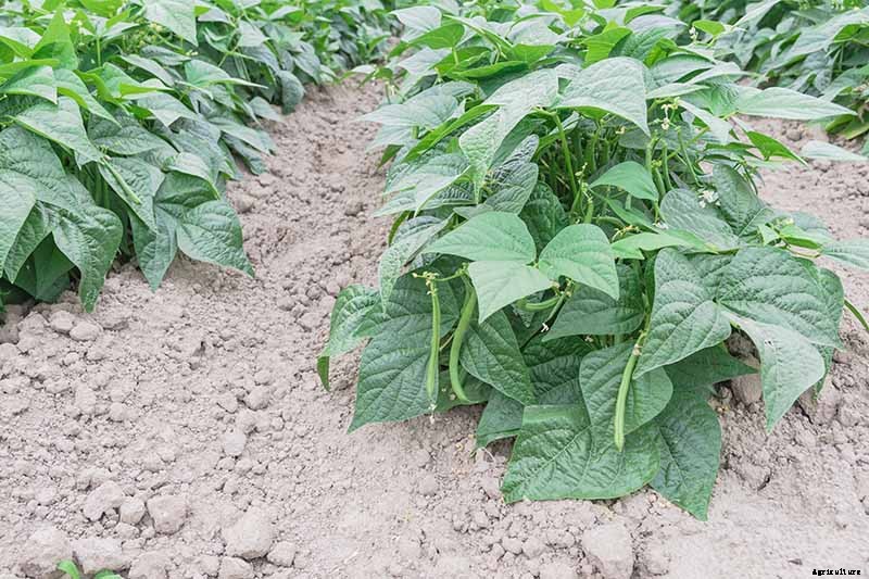 How to Grow Bush Beans