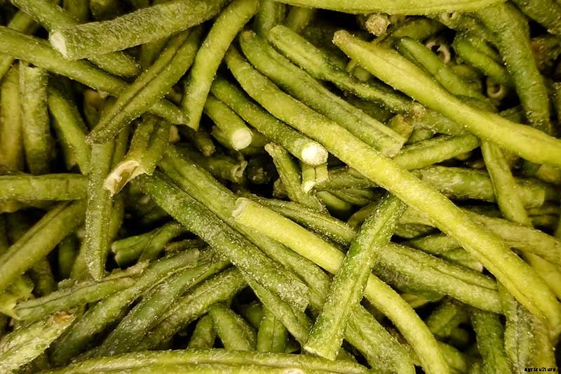 How to Grow Bush Beans