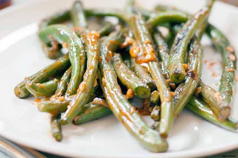 How to Grow Bush Beans