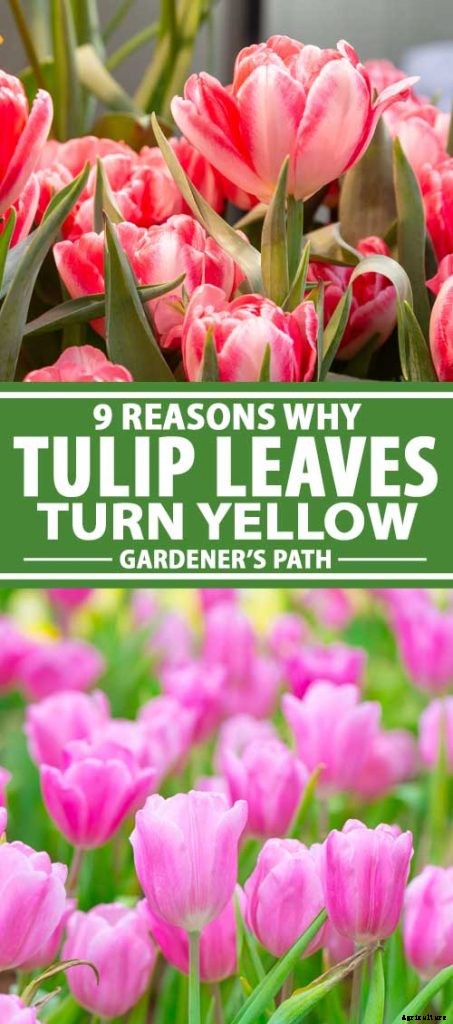 9 Reasons Why Tulip Leaves May Turn Yellow Prematurely