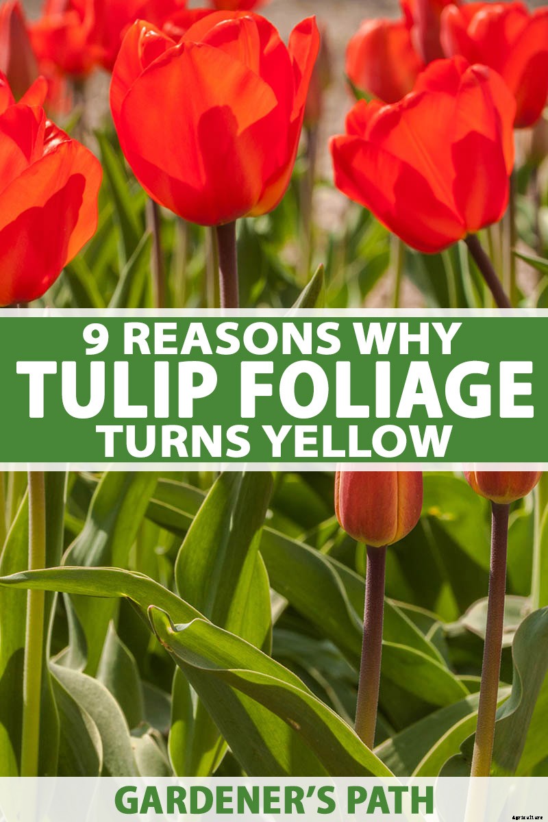 9 Reasons Why Tulip Leaves May Turn Yellow Prematurely