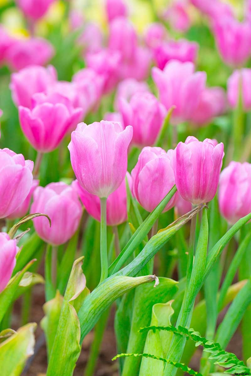 9 Reasons Why Tulip Leaves May Turn Yellow Prematurely