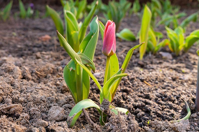9 Reasons Why Tulip Leaves May Turn Yellow Prematurely