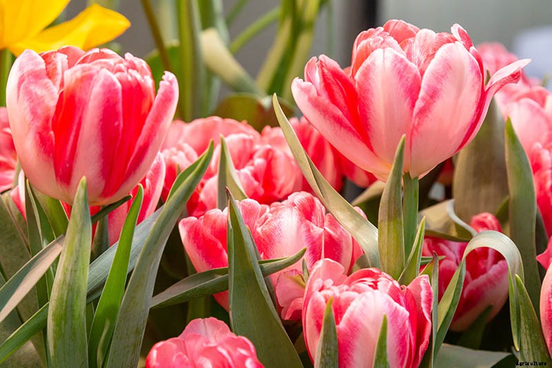 9 Reasons Why Tulip Leaves May Turn Yellow Prematurely