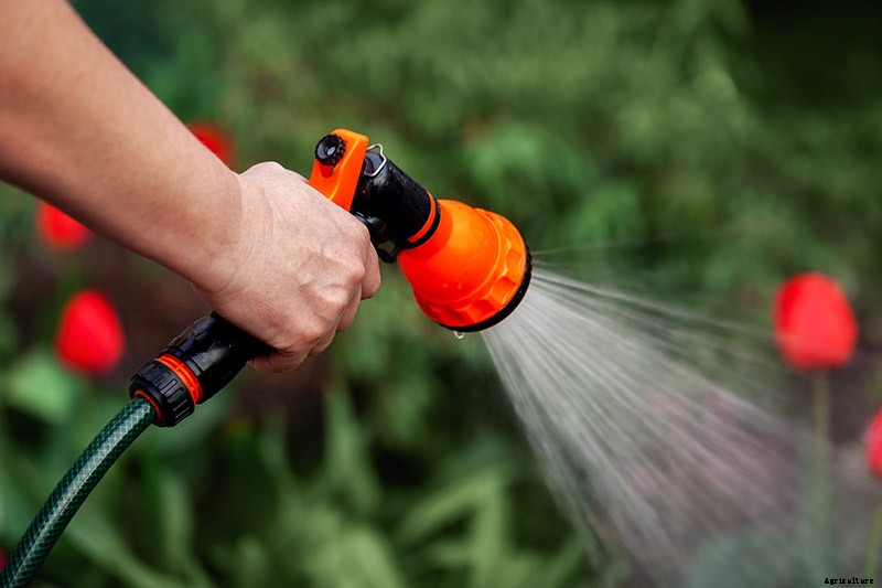 9 Reasons Why Tulip Leaves May Turn Yellow Prematurely