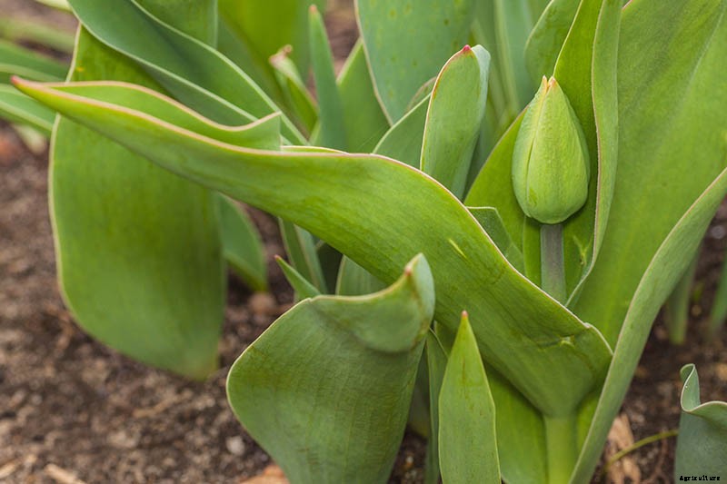 9 Reasons Why Tulip Leaves May Turn Yellow Prematurely