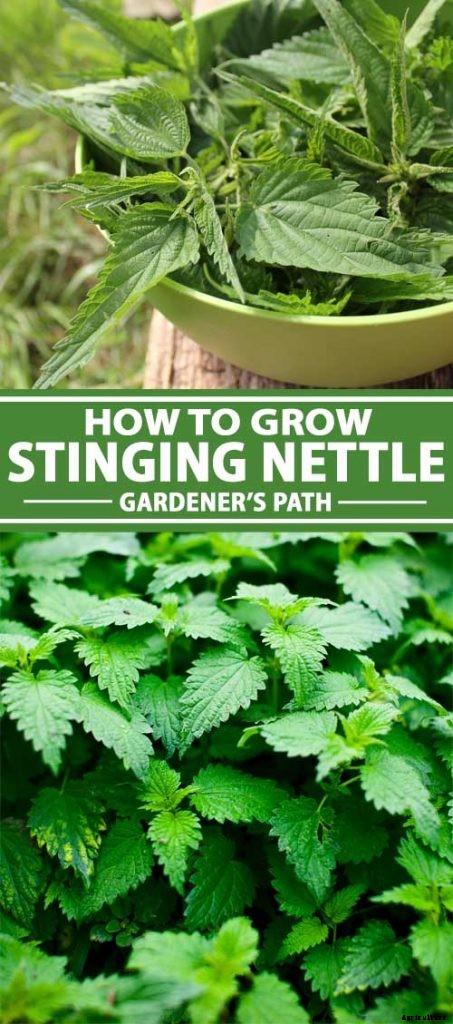 How to Grow Stinging Nettle in Your Garden