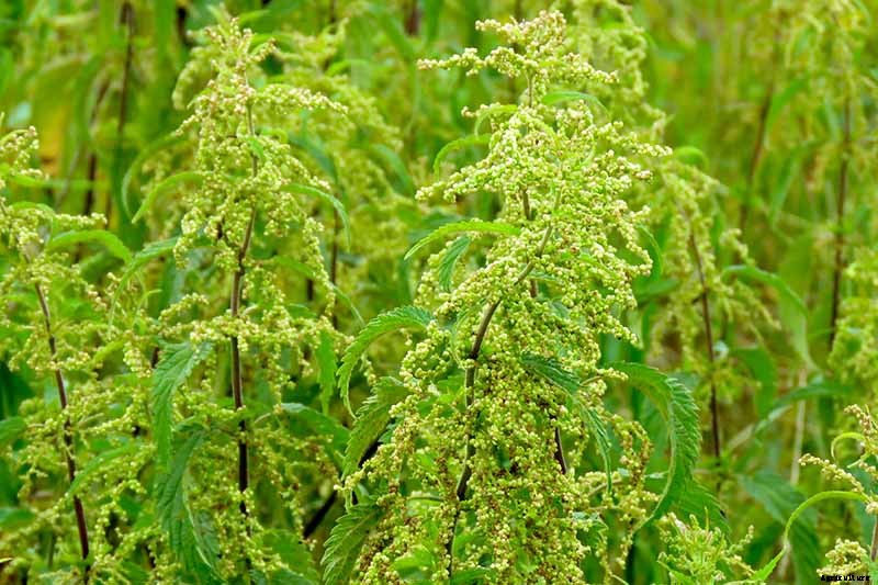 How to Grow Stinging Nettle in Your Garden