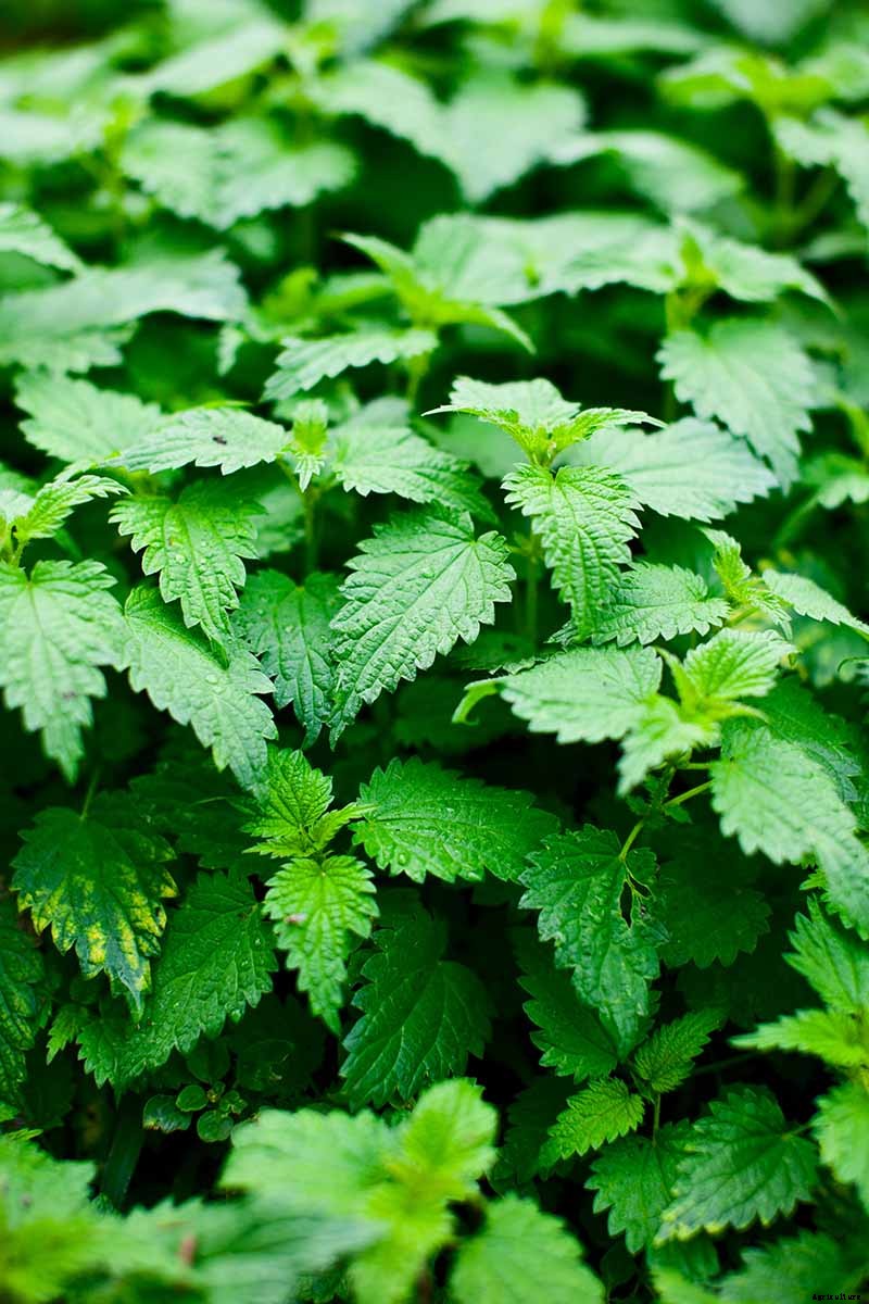 How to Grow Stinging Nettle in Your Garden