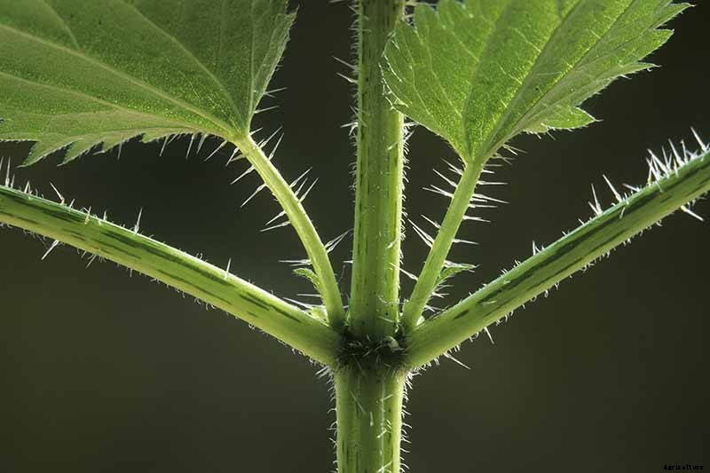 How to Grow Stinging Nettle in Your Garden