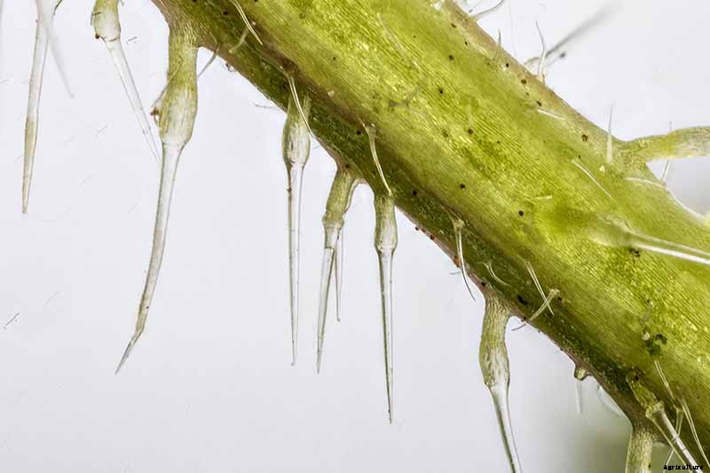 How to Grow Stinging Nettle in Your Garden