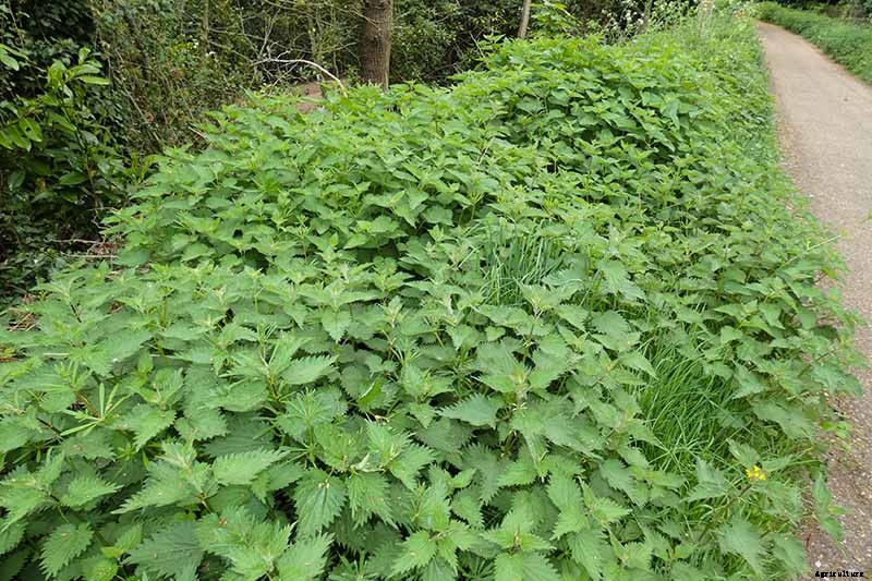 How to Grow Stinging Nettle in Your Garden