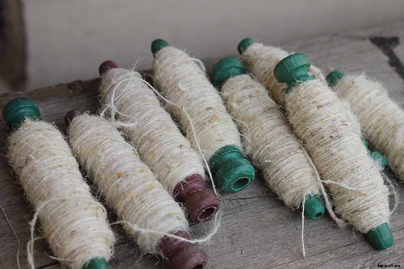 How to Grow Stinging Nettle in Your Garden