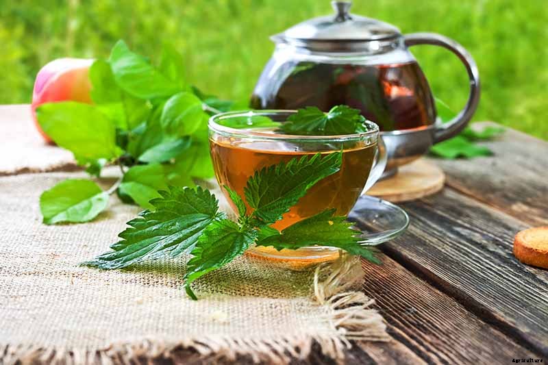 How to Grow Stinging Nettle in Your Garden