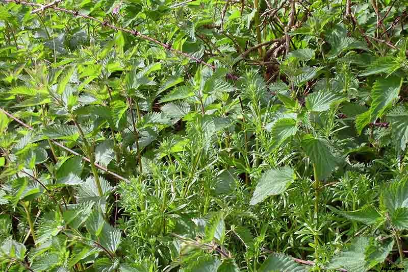 How to Grow Stinging Nettle in Your Garden