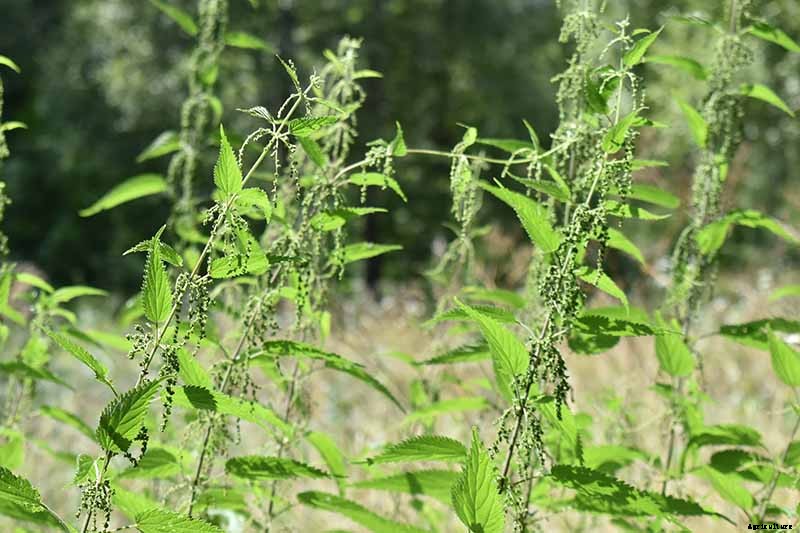 How to Grow Stinging Nettle in Your Garden