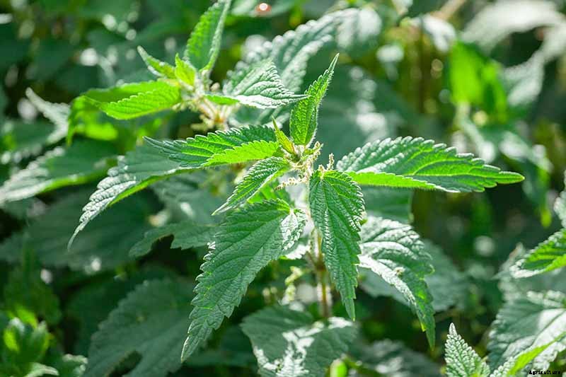 How to Grow Stinging Nettle in Your Garden