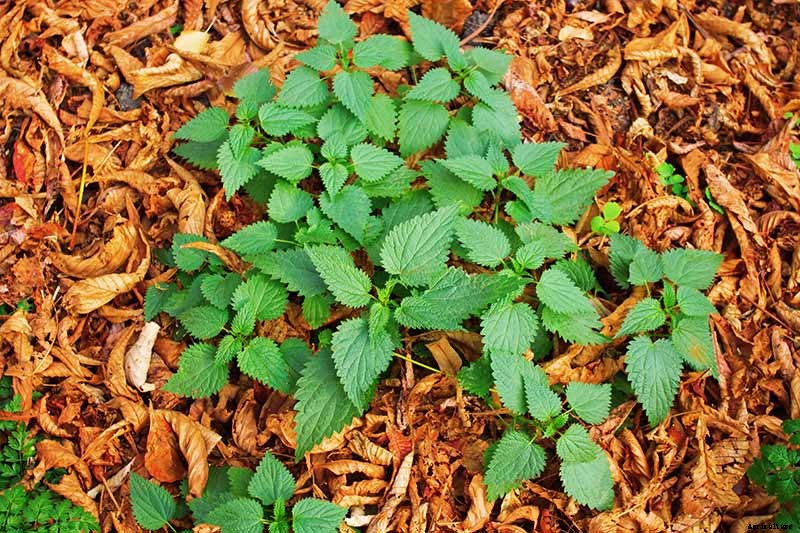 How to Grow Stinging Nettle in Your Garden