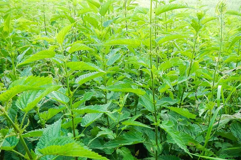 How to Grow Stinging Nettle in Your Garden