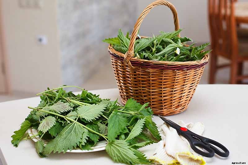 How to Grow Stinging Nettle in Your Garden
