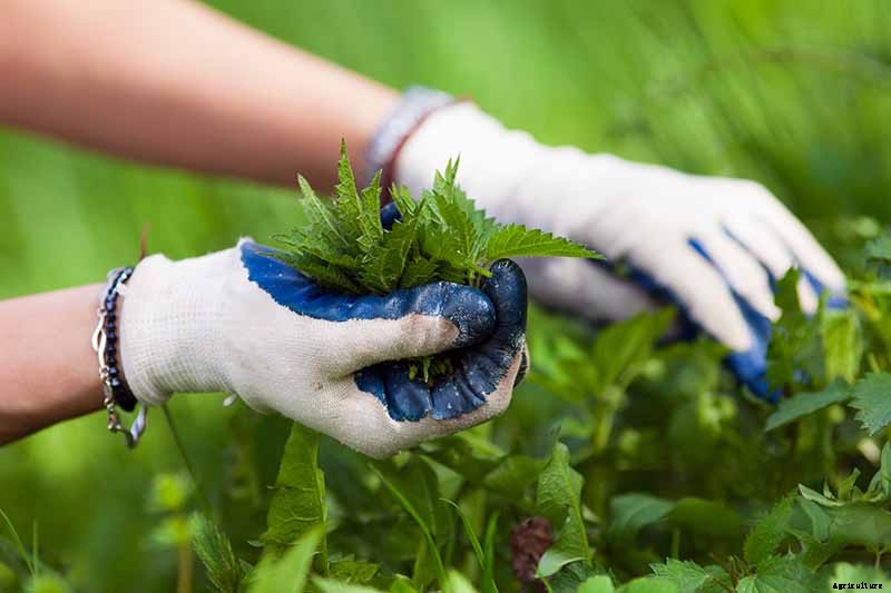 How to Grow Stinging Nettle in Your Garden