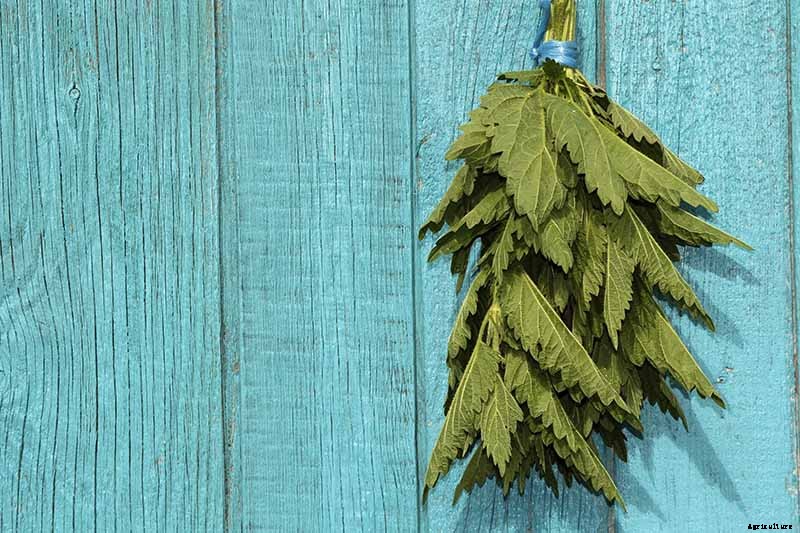 How to Grow Stinging Nettle in Your Garden